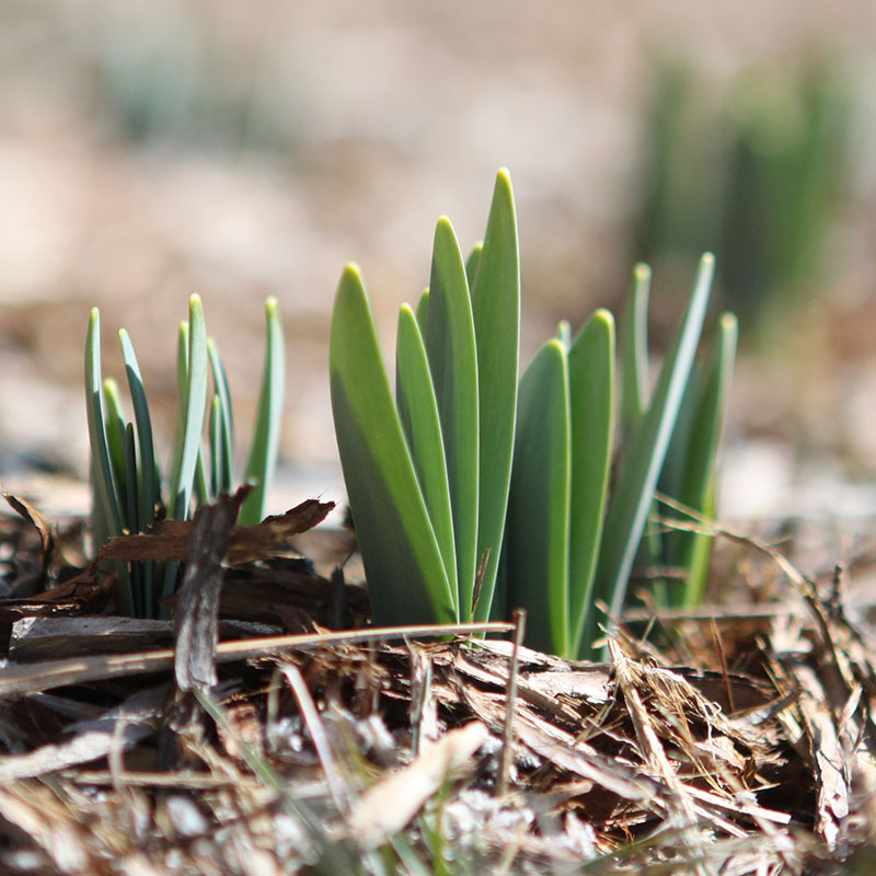 Munter werden: Frühjahrsmüdigkeit adé - Welche natürlichen Mittel gegen die Frühjahrsmüdigkeit helfen