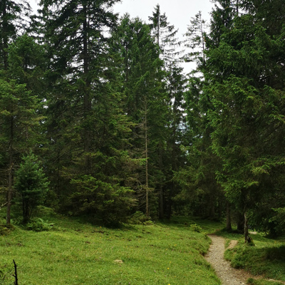 Waldbaden – Kurzurlaub für Körper und Geist - 