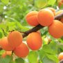 Aprikosenkern Pflegeöl, Verwöhnzeit, bio, 500ml