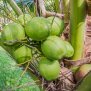 Kokosnuss Pflegeöl, Verwöhnzeit, bio, 75ml