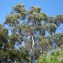 Eukalyptus globulus, bio