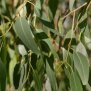 Eukalyptus radiata, bio, 5ml